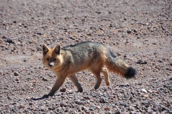 Um 'zorro', ou raposa, vem nos observar no caminho entre as lagunas altiplânicas e o Salar de Uyuni, na Bolívia